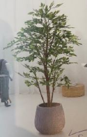 [2031569] شجرة 150 * 0 * 0