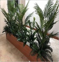 نبات