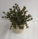 سندانه مع نبات