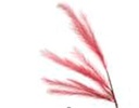 زهرة